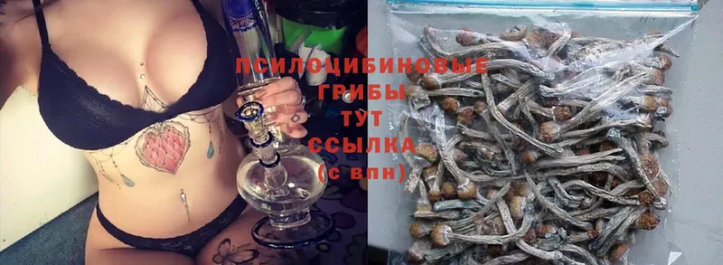 Галлюциногенные грибы Cubensis  Апрелевка 